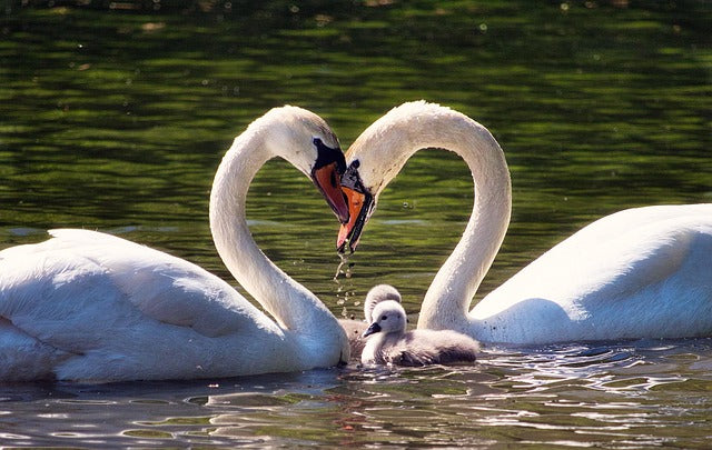 Mother's & Father's Day